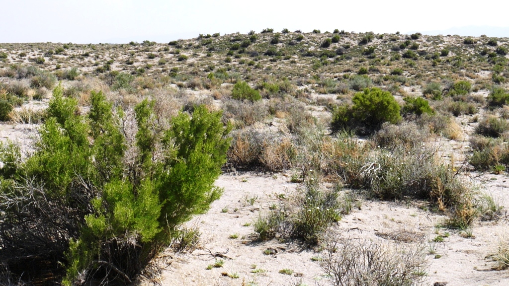 Churchill county Nevada real estae land