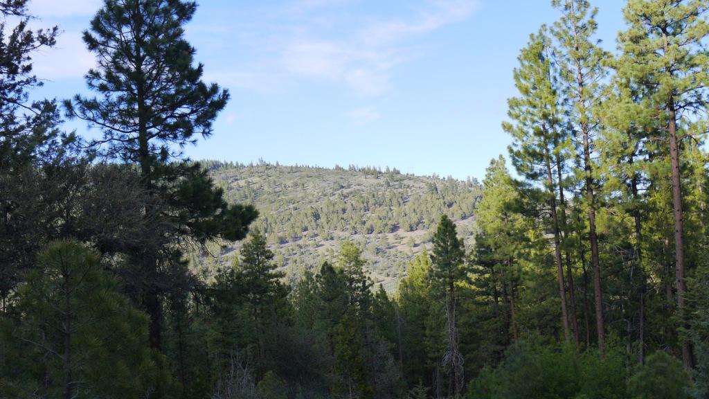 Drews Gap Lakeview oregon Forest land