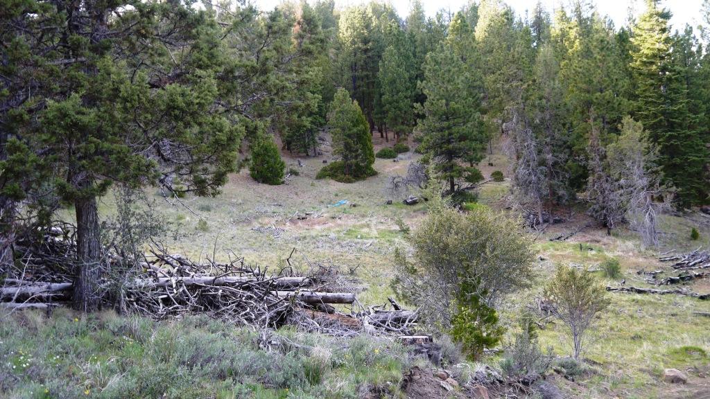 Drews Gap Lakeview oregon Forest land