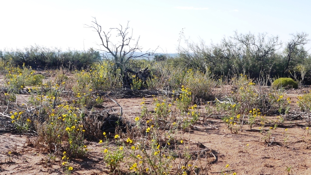 Oro Grande new mexico pictures