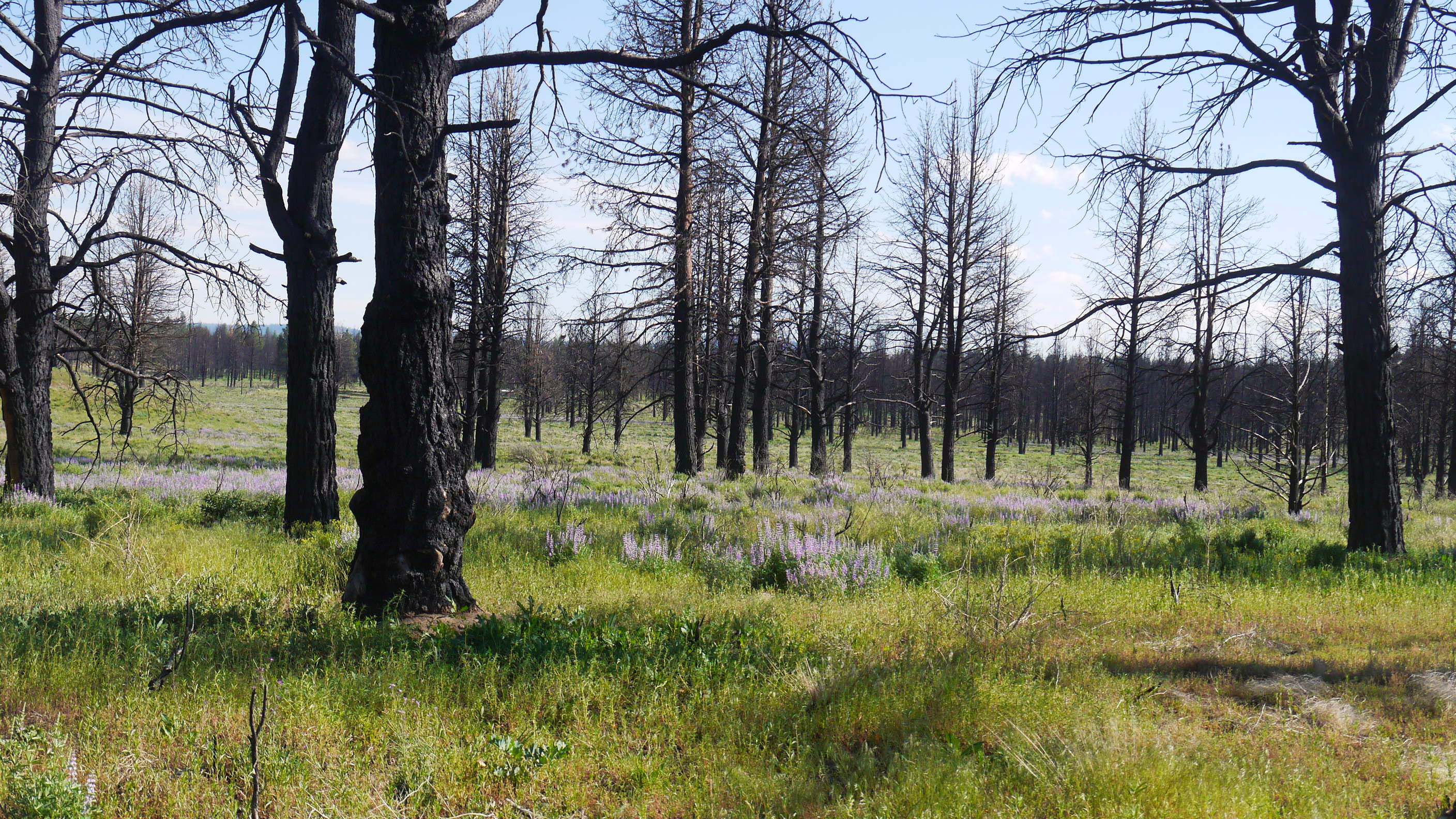 Klamath County Oregon land for sale real estate