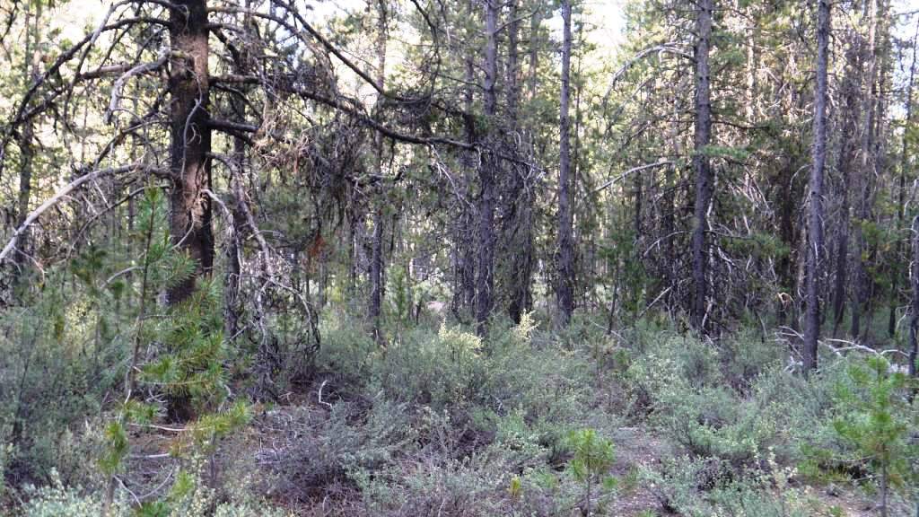 Mt Scott Meadows Klamath County Oregon land for sale real estate