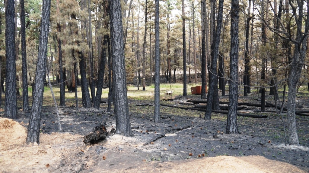 Timberon land for sale Forest trees