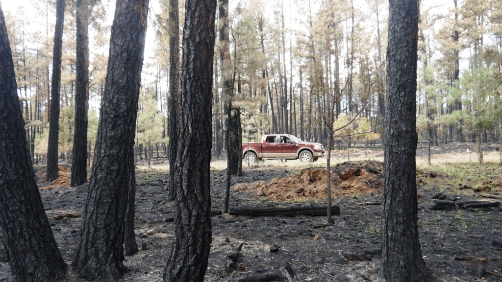 Timberon land for sale Forest trees