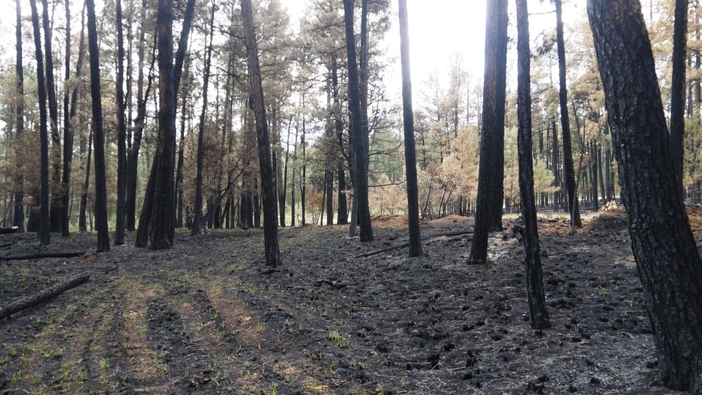 Timberon land for sale Forest trees