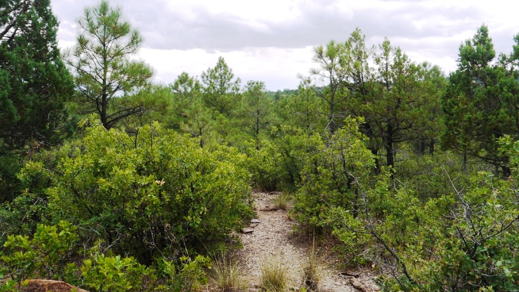 Timberon land for sale Forest trees