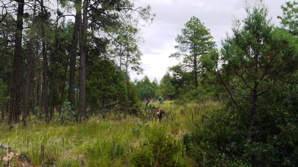 Timberon land for sale Forest trees