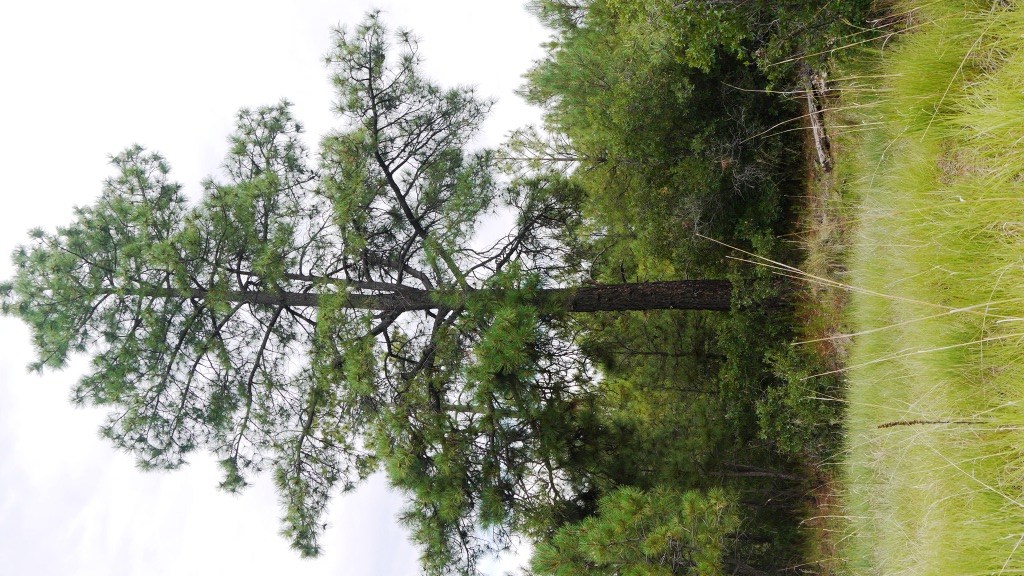 Timberon land for sale Forest trees