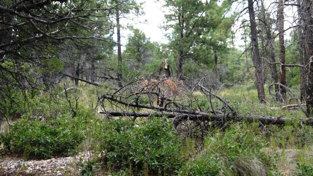 Timberon land for sale Forest trees