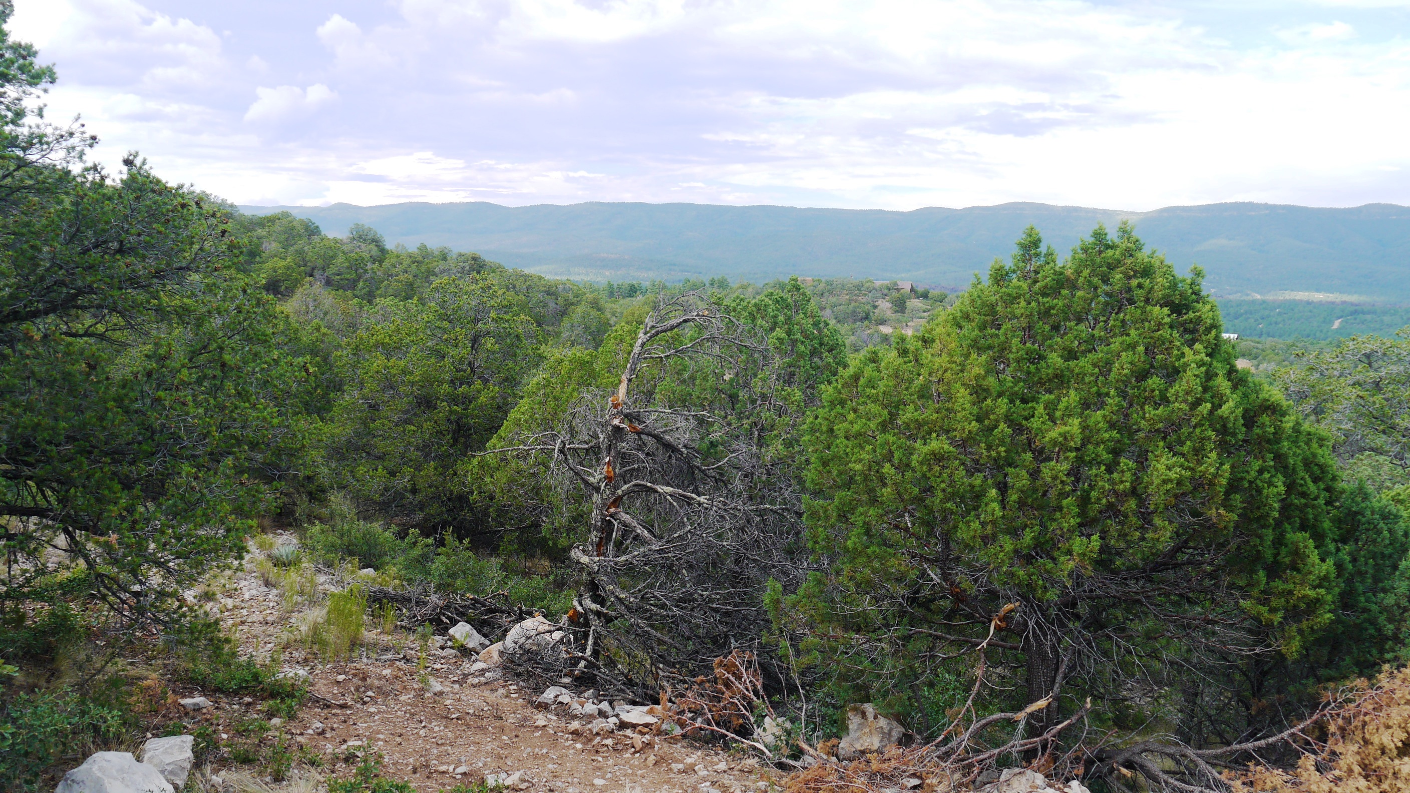 Timberon land for sale Forest trees