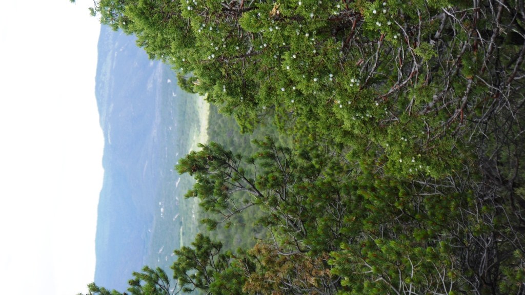 Timberon land for sale Forest trees