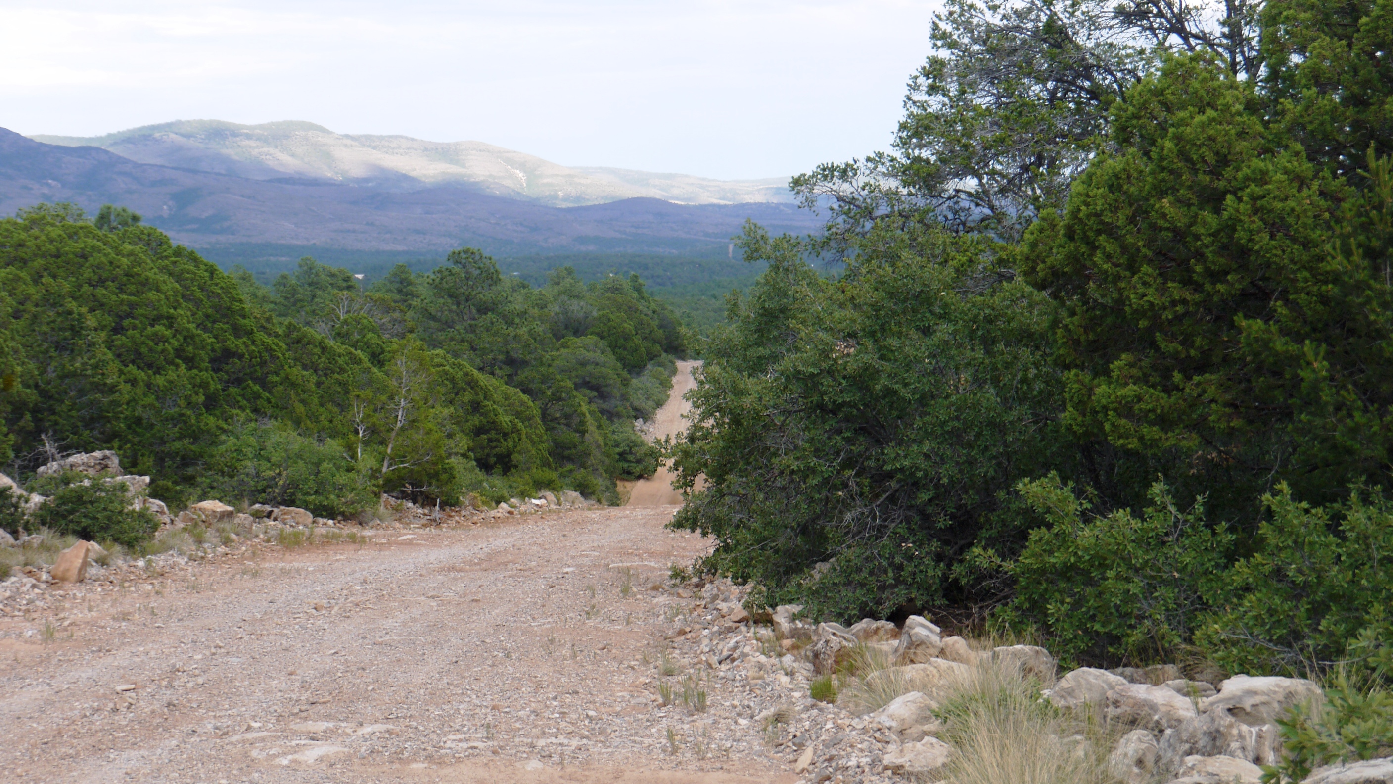 Timberon land for sale Forest trees