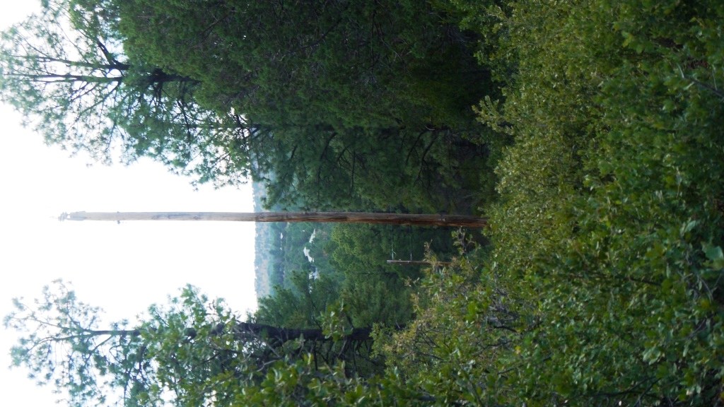 Timberon land for sale Forest trees