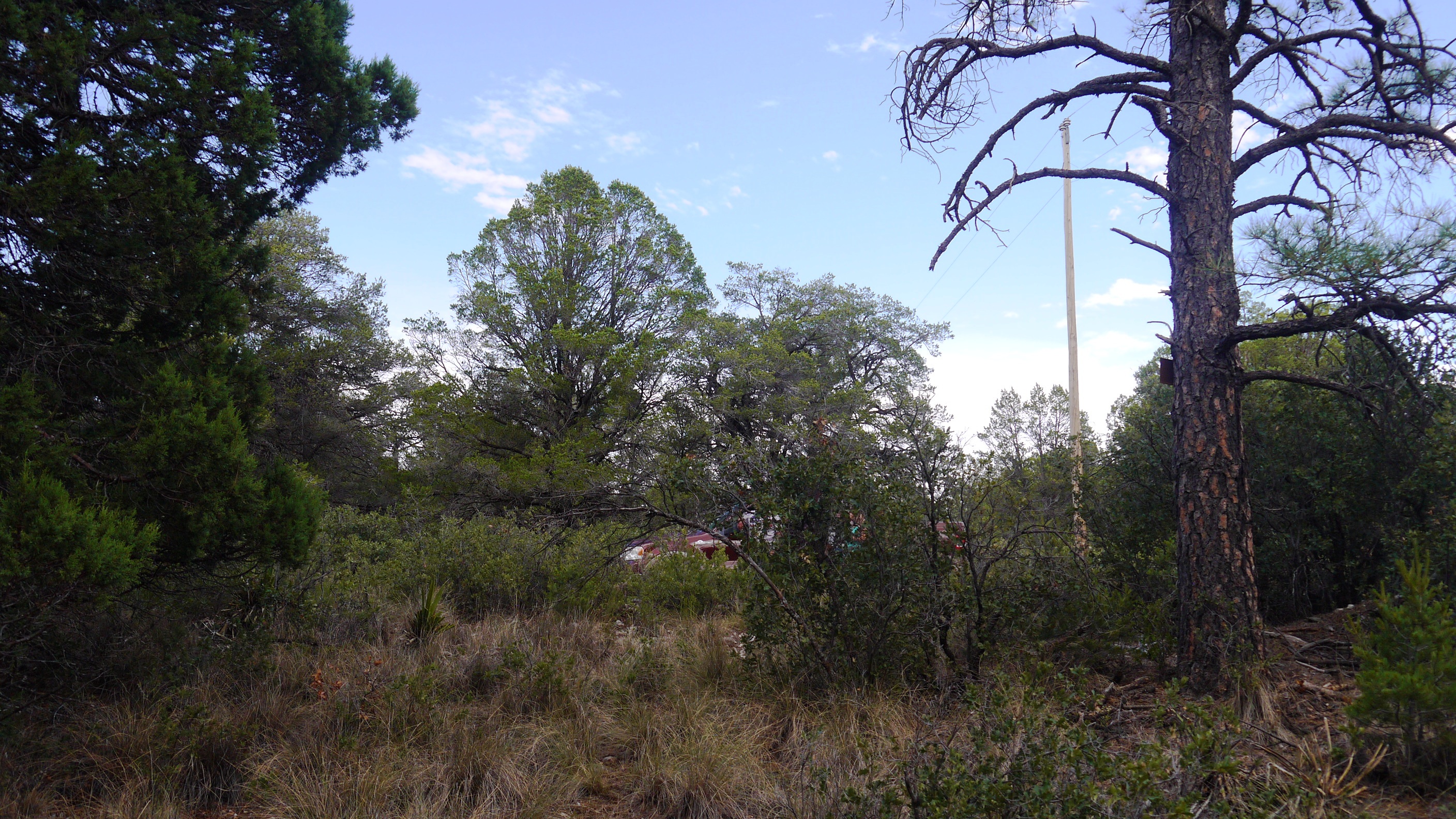 Timberon land for sale Forest trees