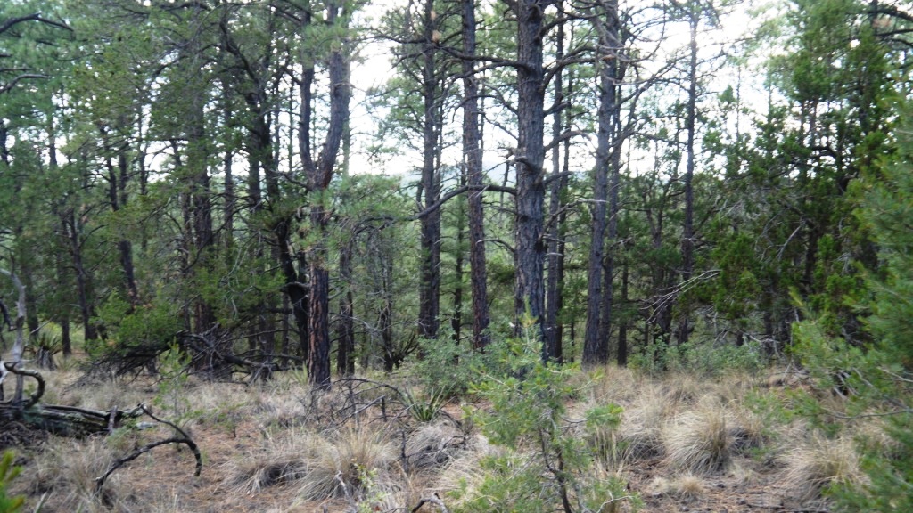 Timberon land for sale Forest trees