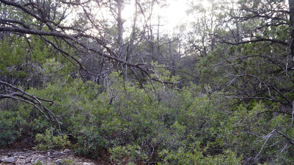 Timberon land for sale Forest trees