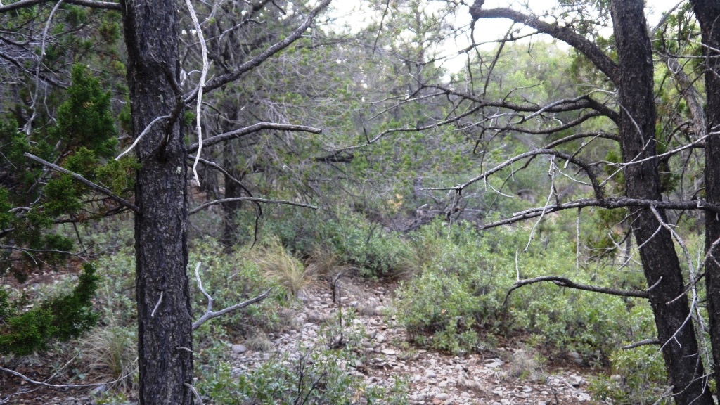 Timberon land for sale Forest trees