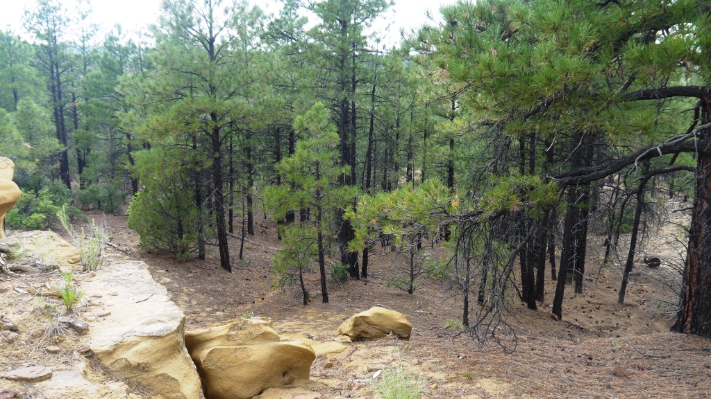 Cuba New Mexico Highwy 550 land for sale