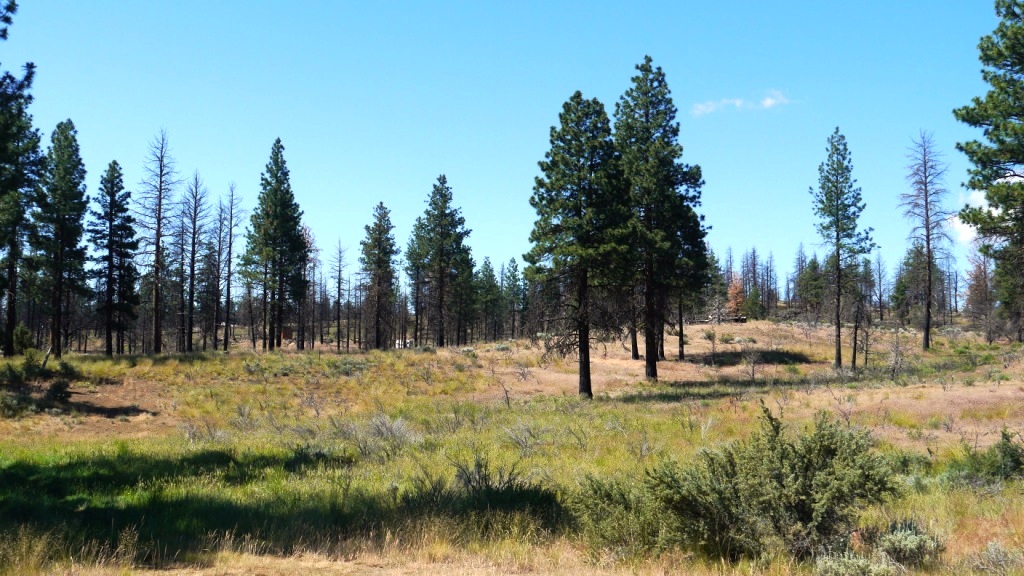 Klamath Forest Estates Oregon land for sale real estate