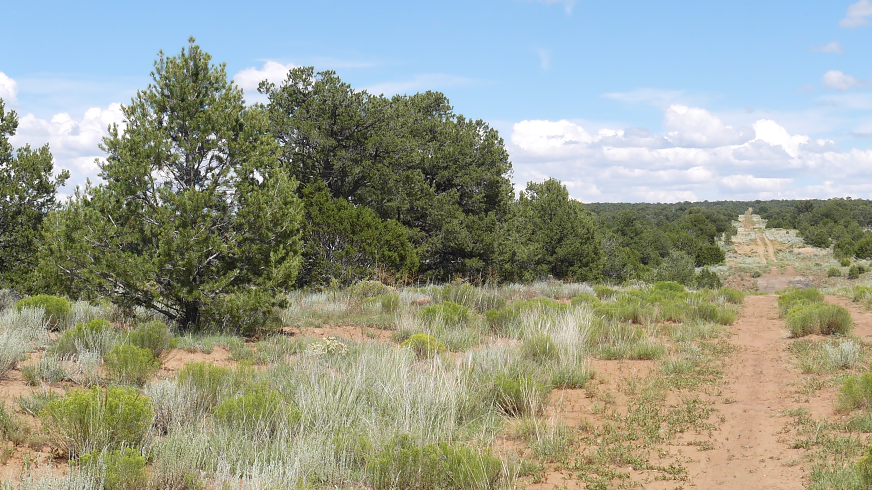 Pine Meadows Ranch land Cibola New Mexico for sale