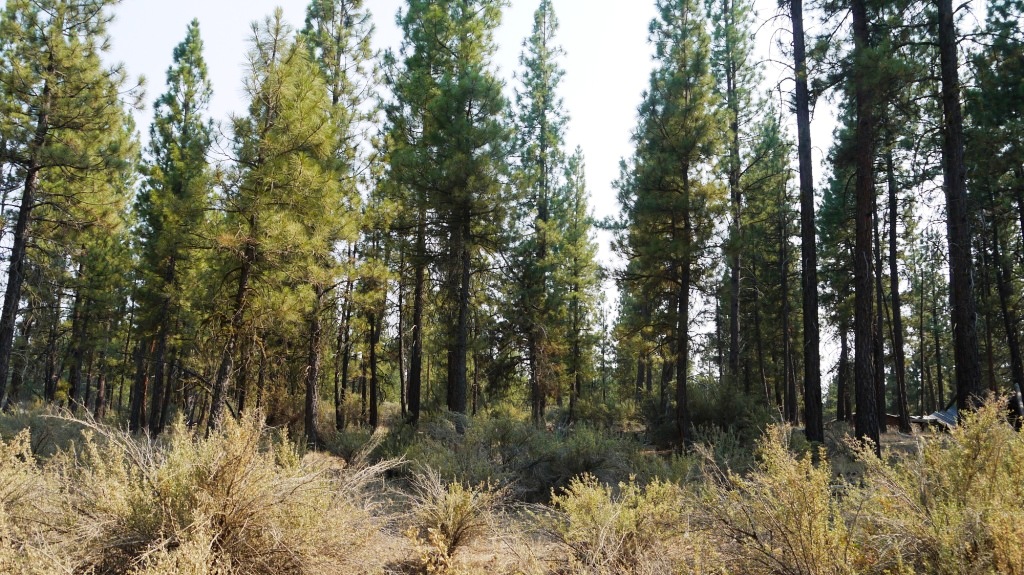 Klamath County Oregon land for sale real estate