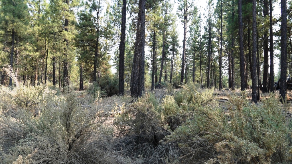 Klamath County Oregon land for sale real estate