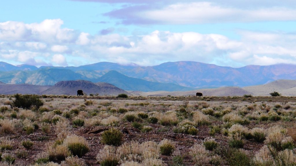 Socorro New Mexico Land for sale