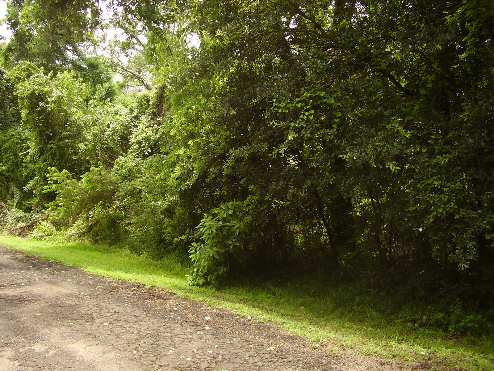 Beachwood Estates Henderson County texas land for sale