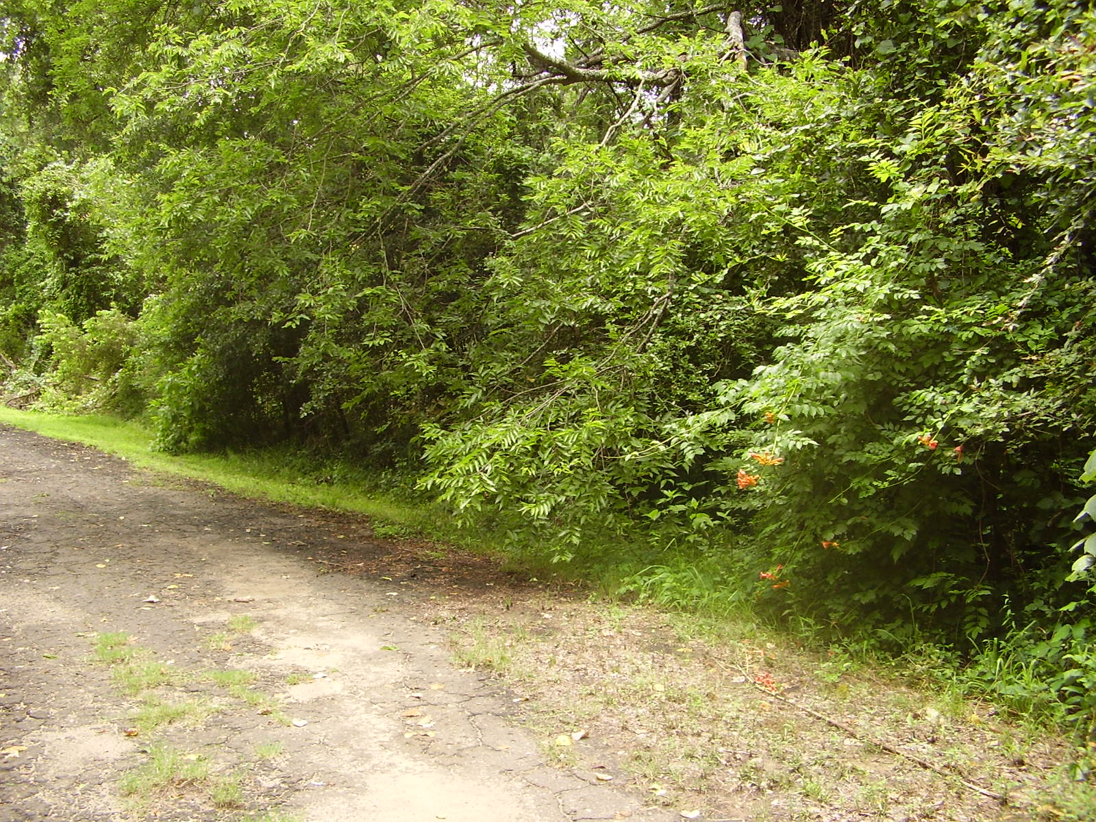 Beachwood Estates Henderson County texas land for sale