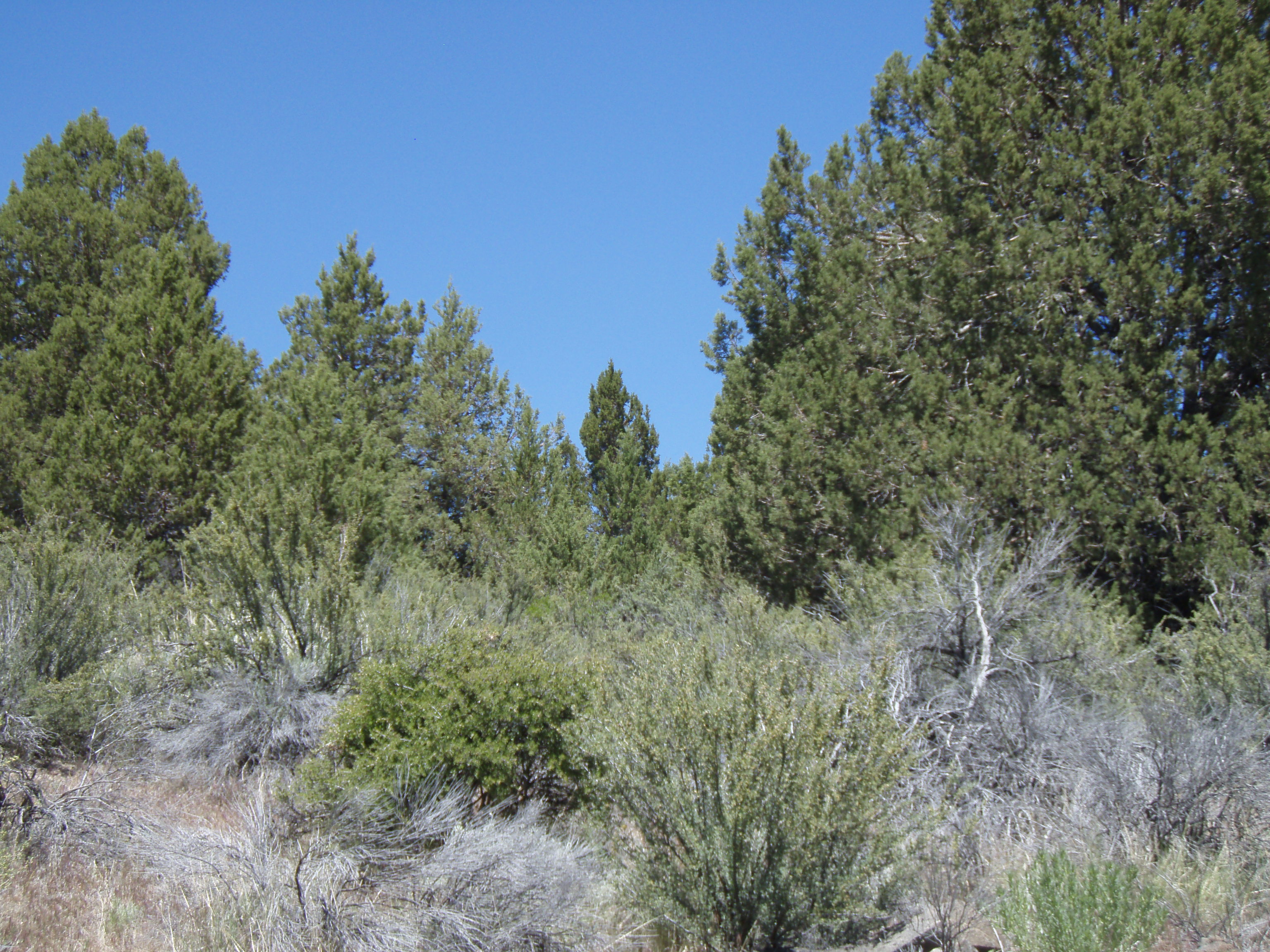 Klamath County Oregon land for sale real estate