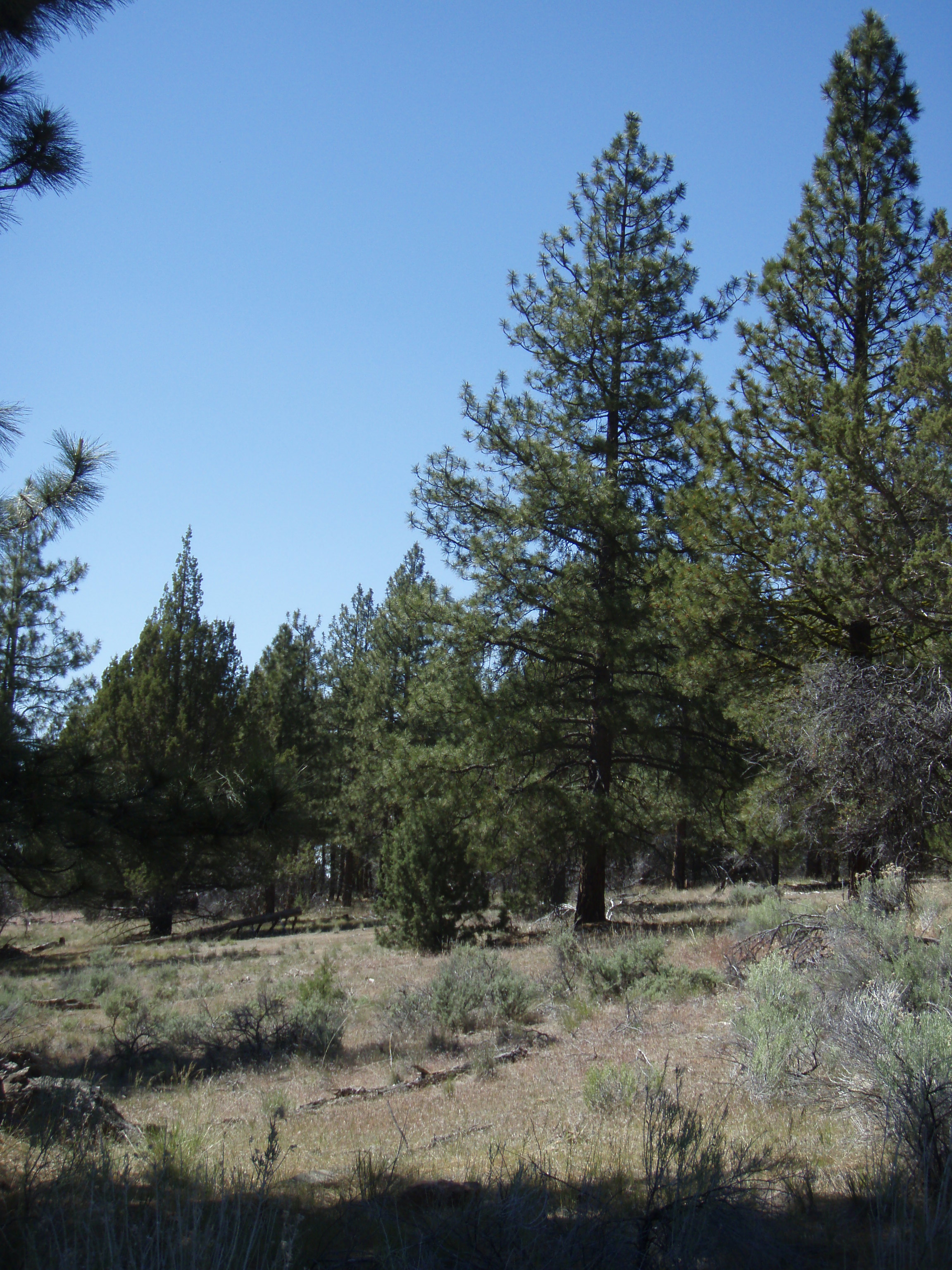 Klamath County Oregon land for sale real estate