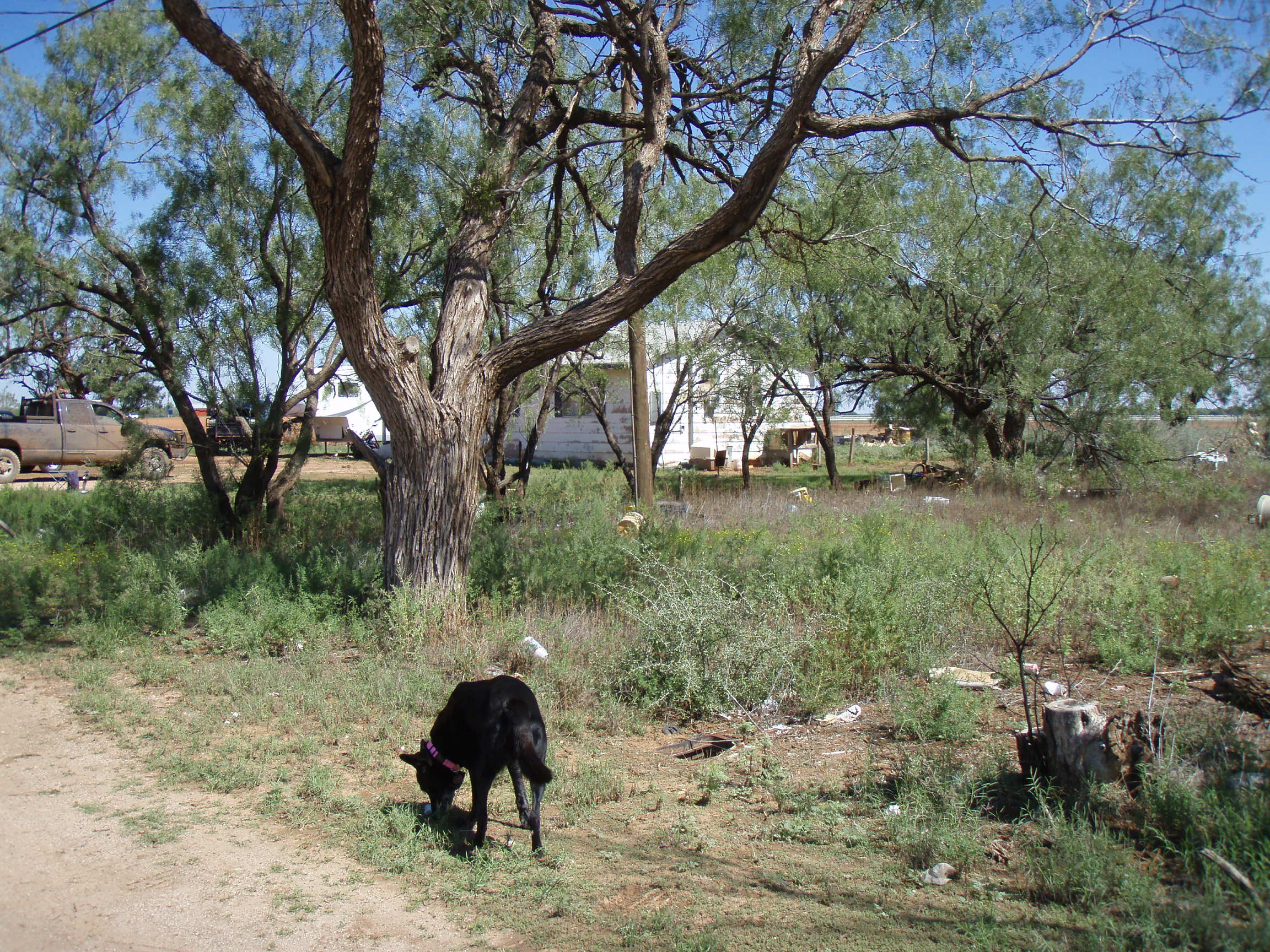 Trent Texas Taylor County land for sale