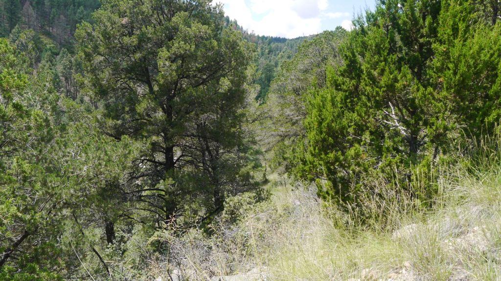 Ruidoso Gavilan canyon land for sale