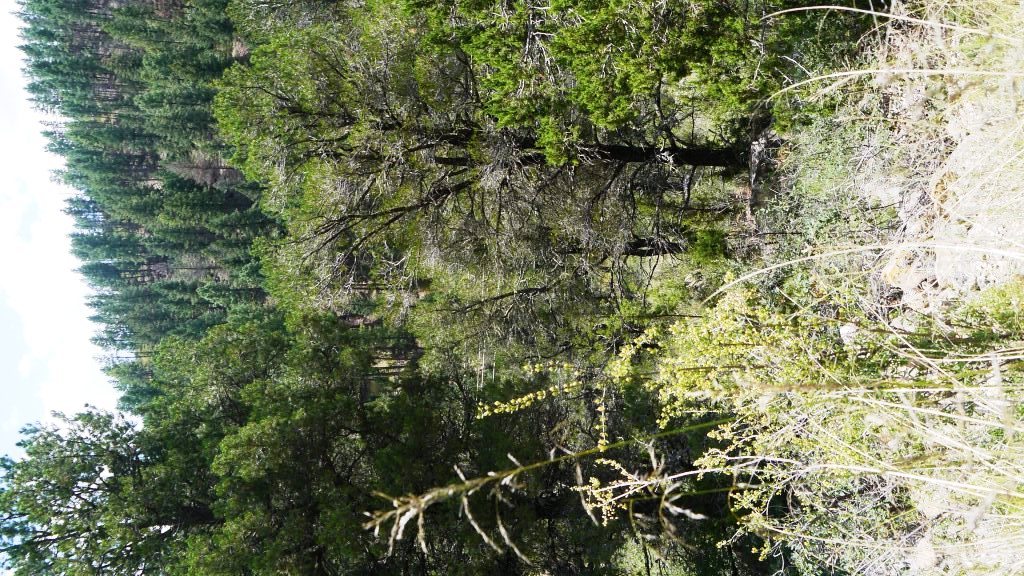 Ruidoso Gavilan canyon land for sale