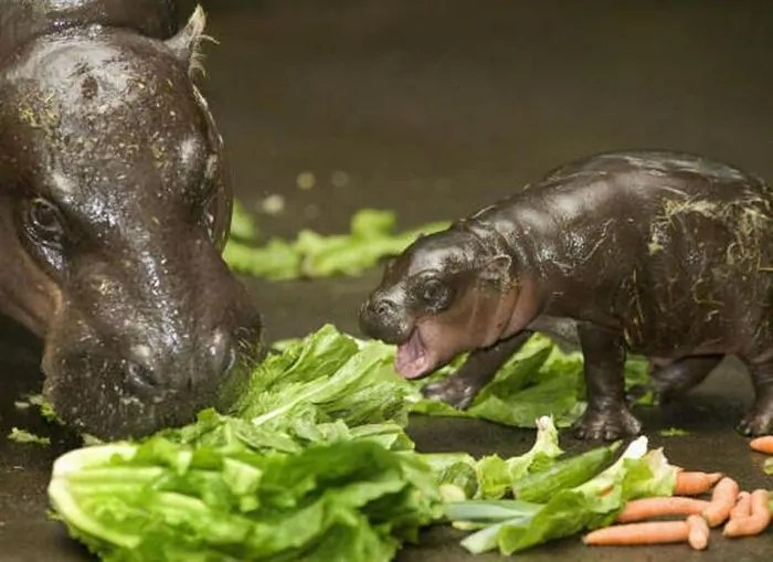 Baby Pygmy Hippo