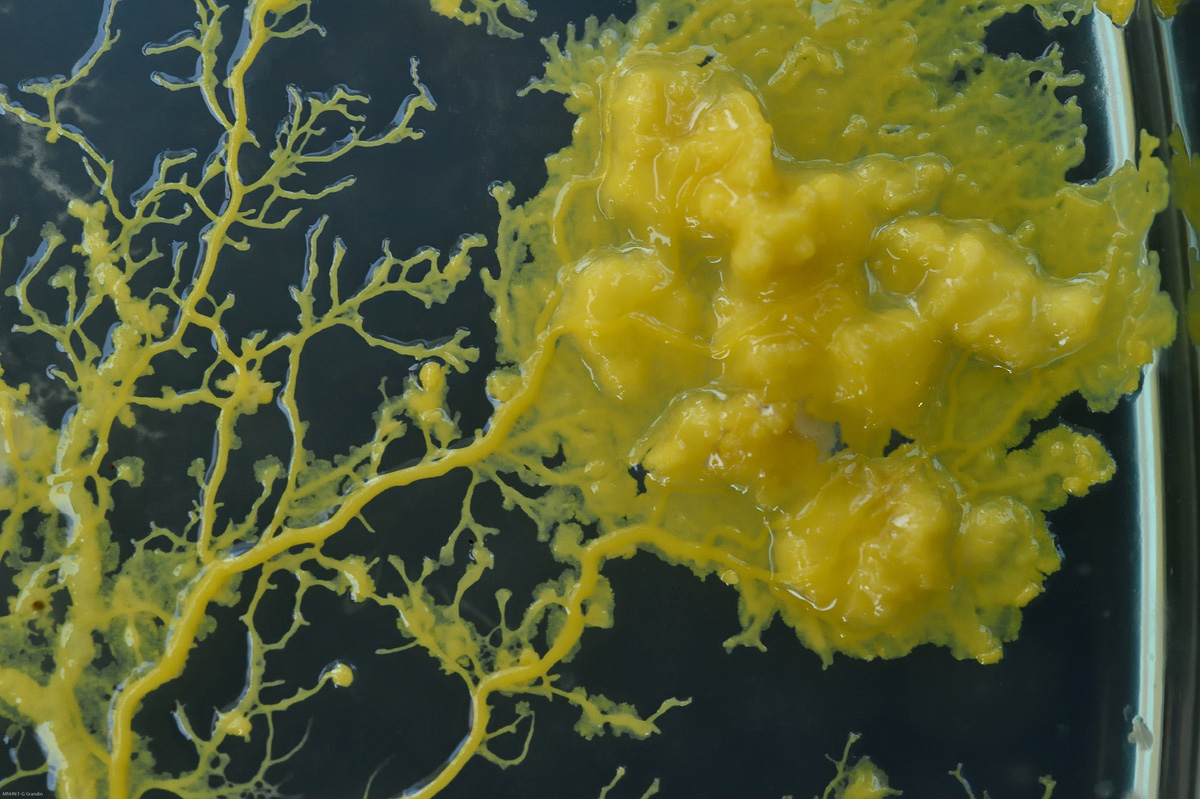 Découvre le blob, une créature ni animale… ni végétale