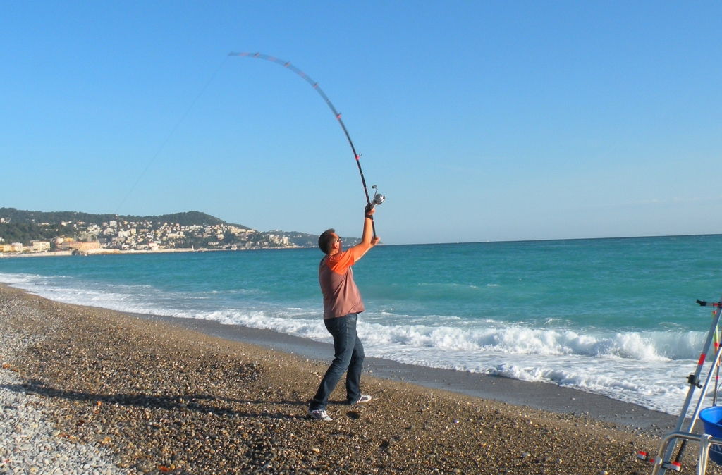 La daurade royale en surfcasting