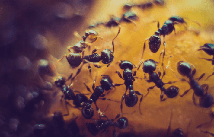 Types Of Ants Commonly Found in Southern California