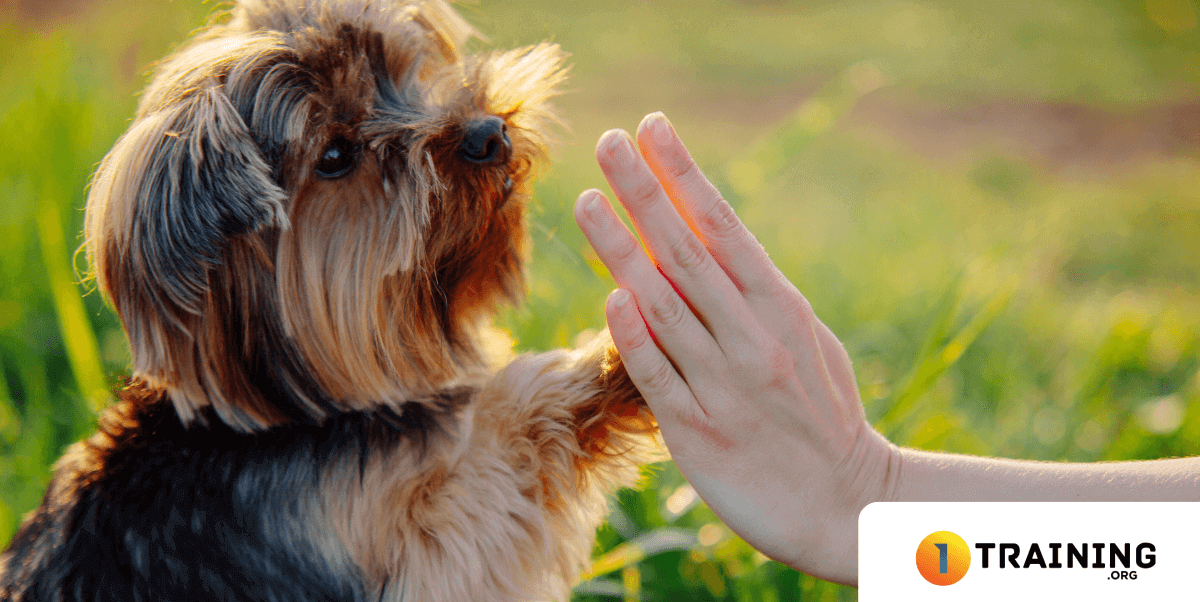 How Much Does A Dog Behaviorist Earn