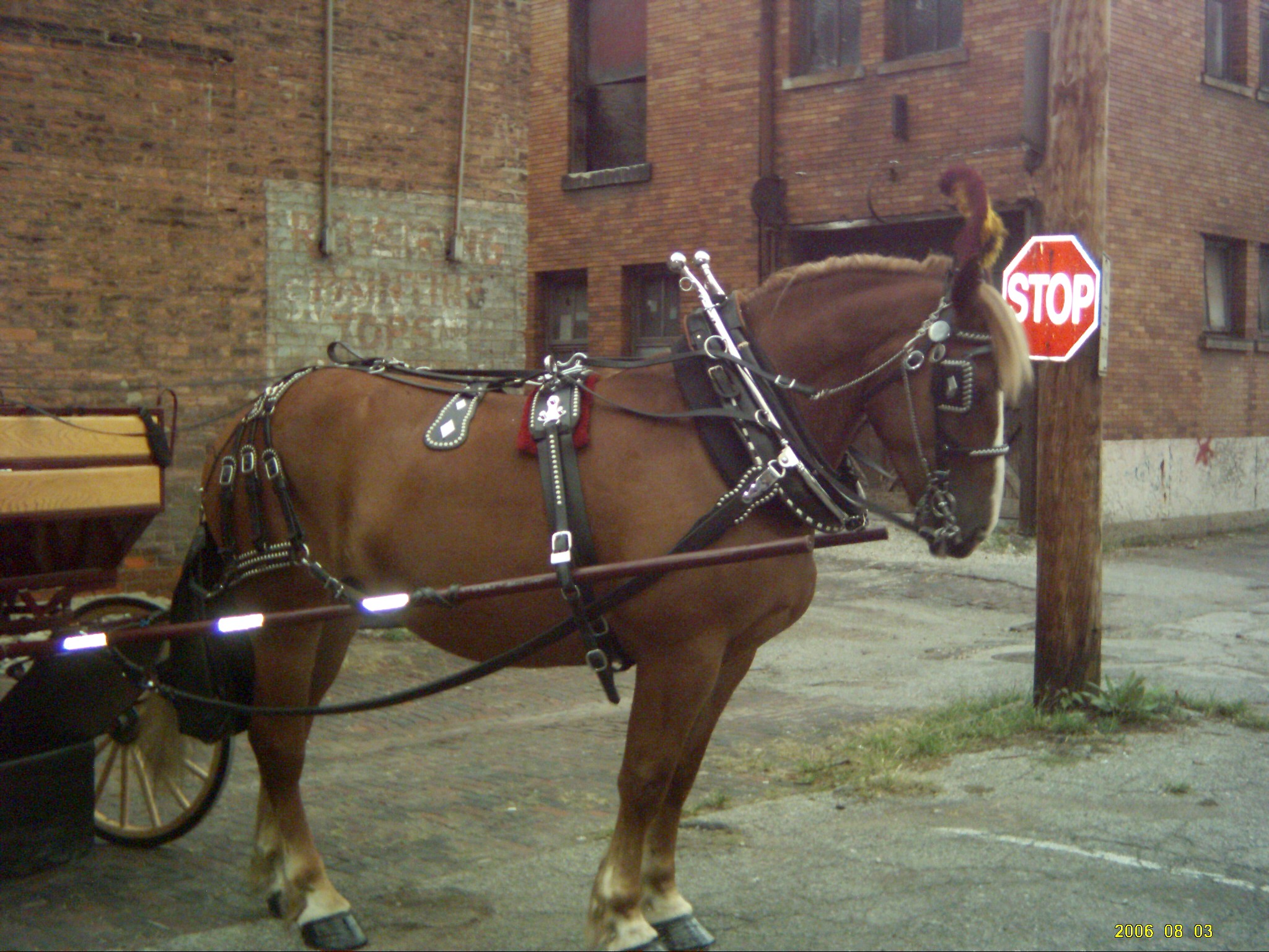 Horses used for carriage rides and tours in downtown Cincinnati Ohio