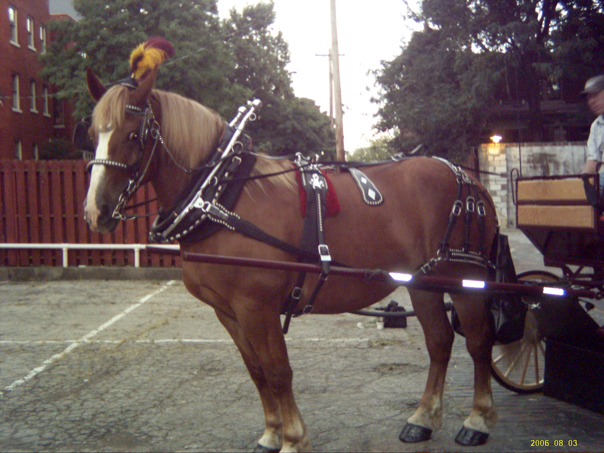 Horses used for carriage rides and tours in downtown Cincinnati Ohio