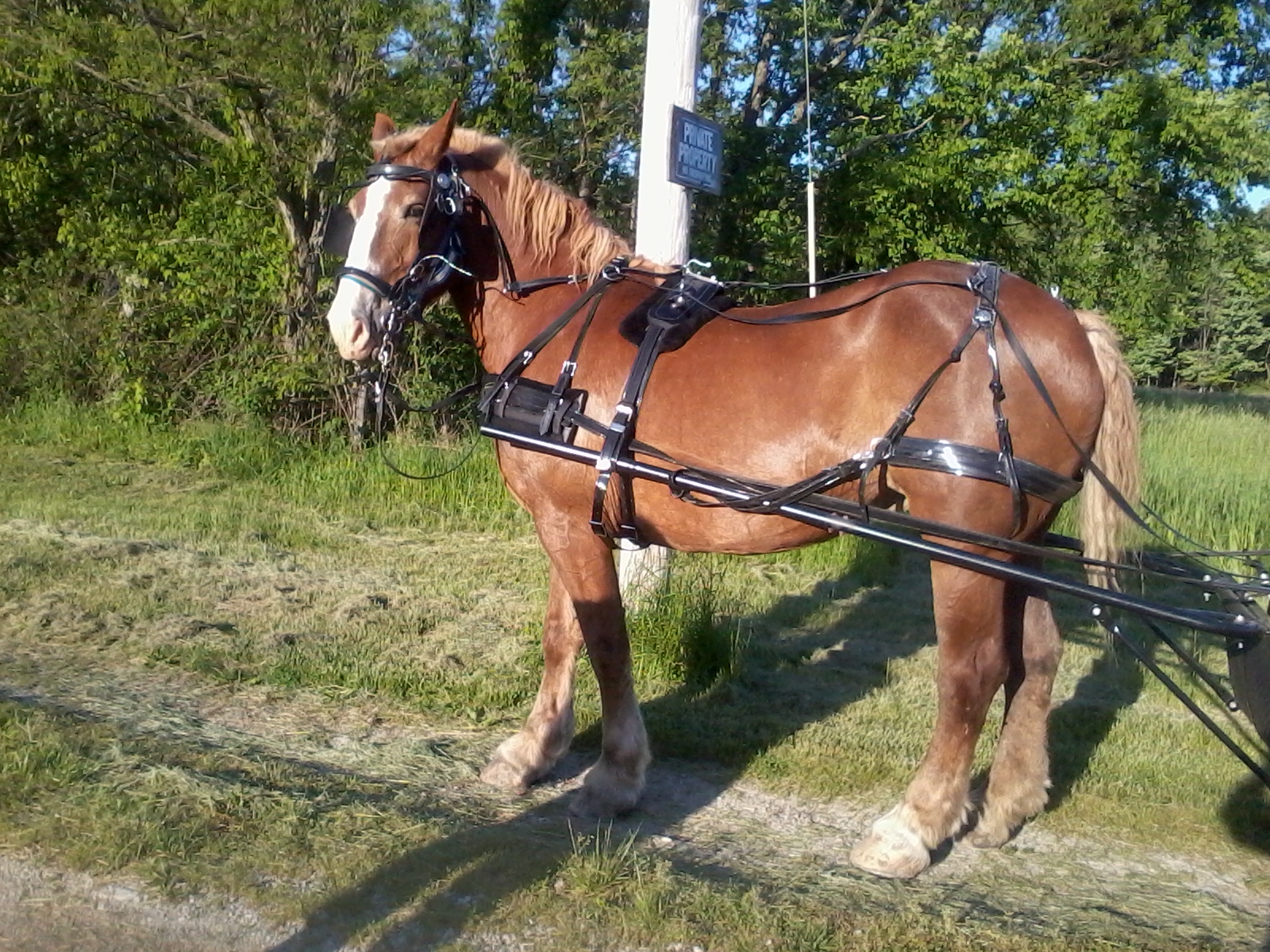 Horses used for carriage rides and tours in downtown Cincinnati Ohio