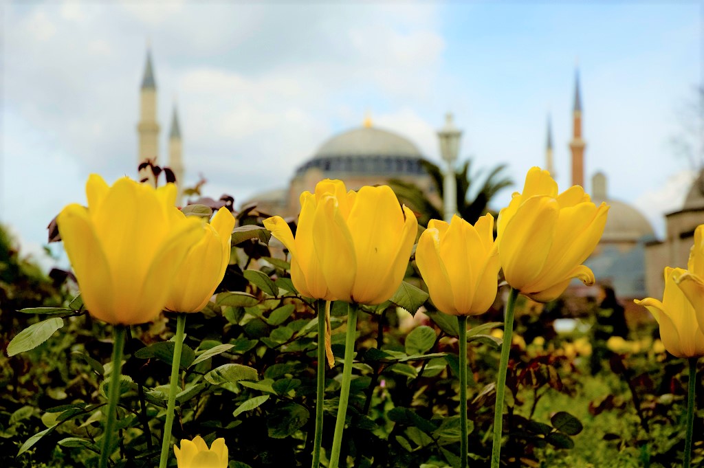Istanbul Tulip Festival the best parks to see flowers (+ map
