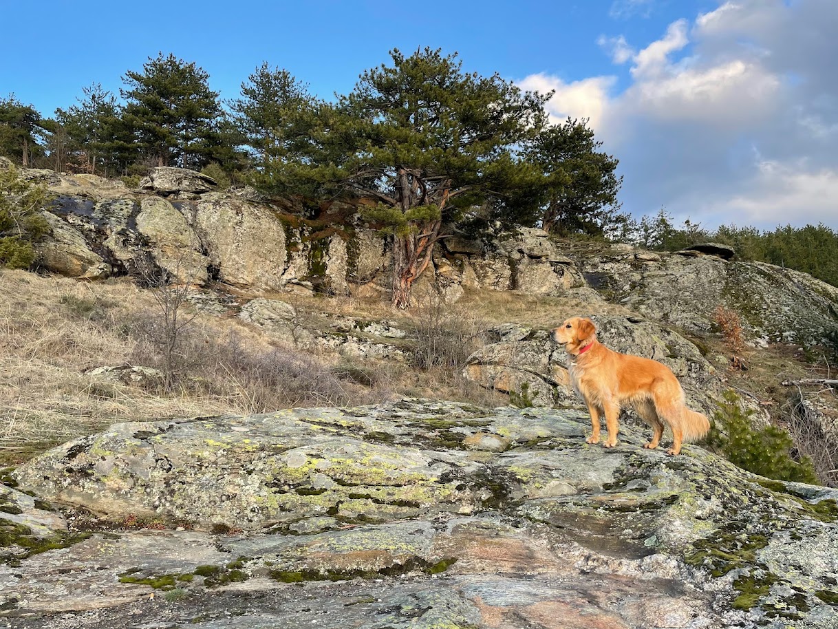 How To Travel With Your Dog 4 Useful Tips 203Challenges