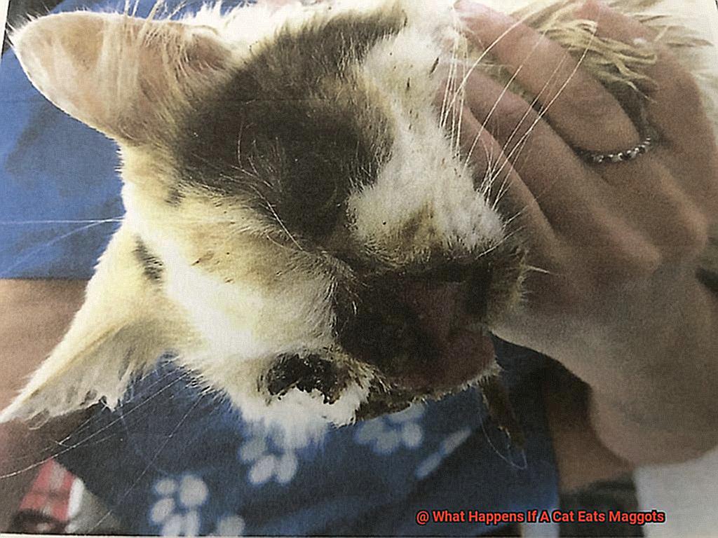 What Happens If A Cat Eats Maggots?