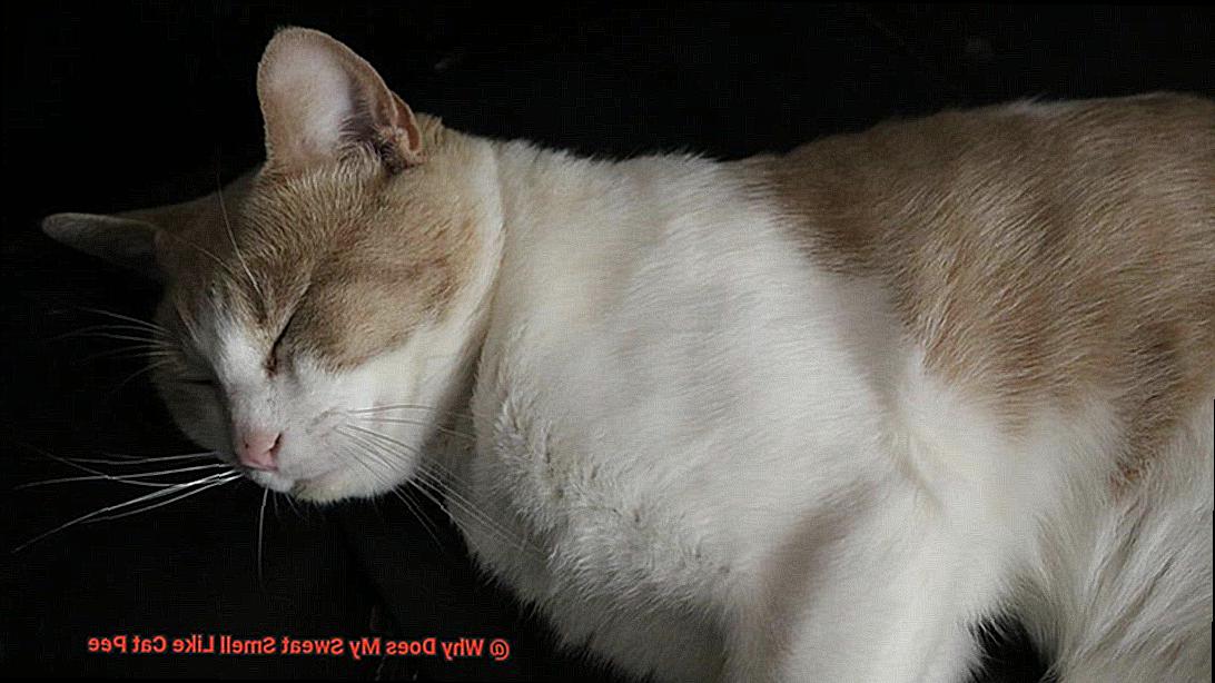 Why Does My Sweat Smell Like Cat Pee?