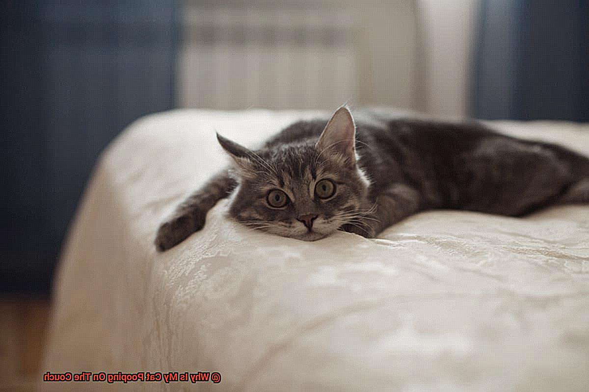 Why Is My Cat Pooping On The Couch?