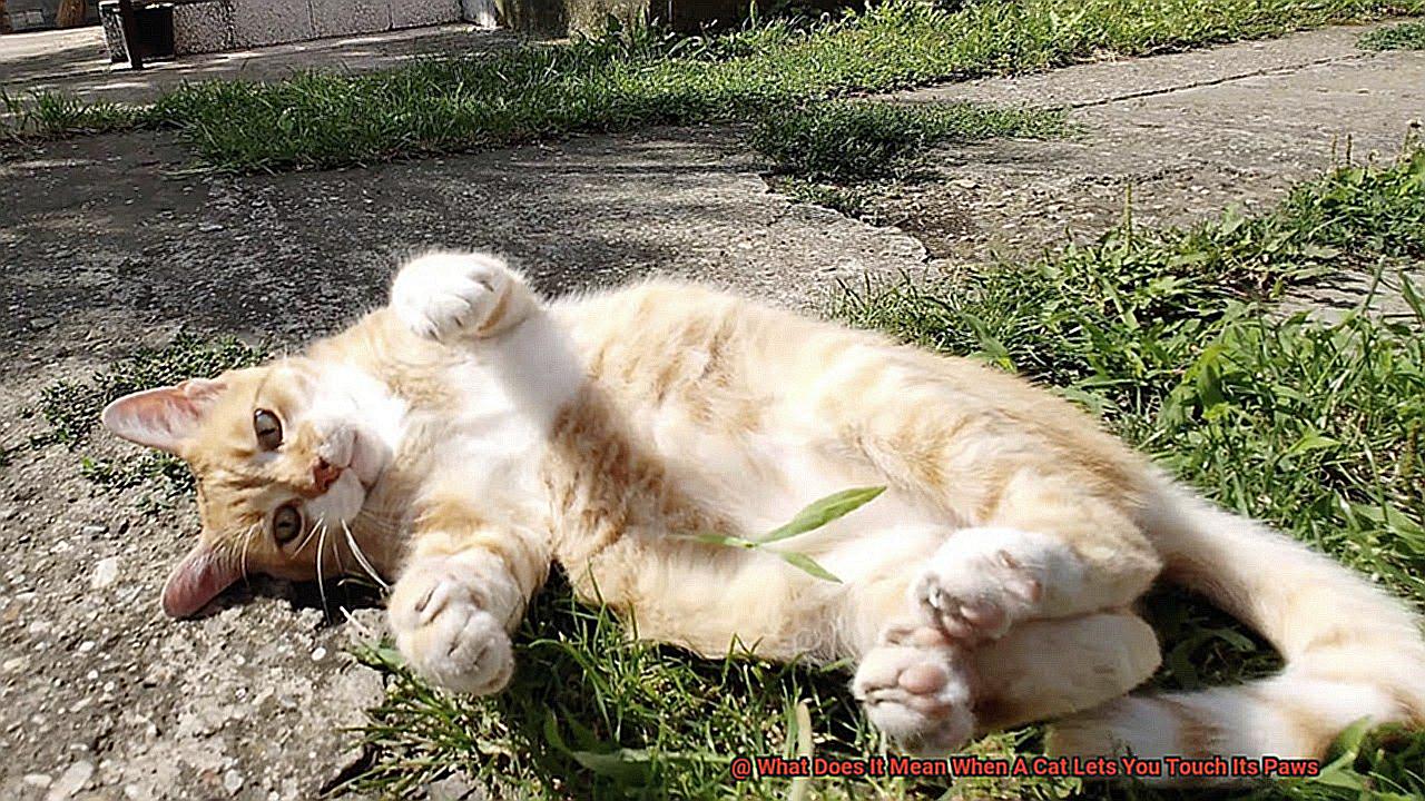 What Does It Mean When A Cat Lets You Touch Its Paws?