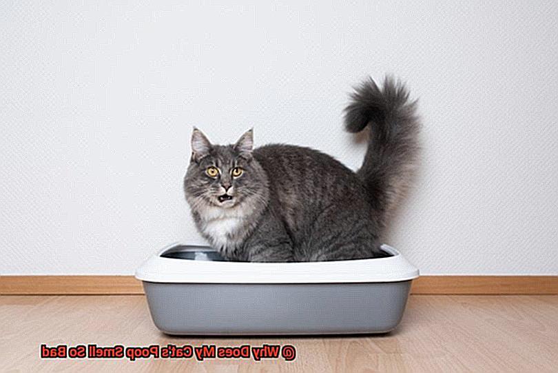 Why Does My Cat's Poop Smell So Bad?