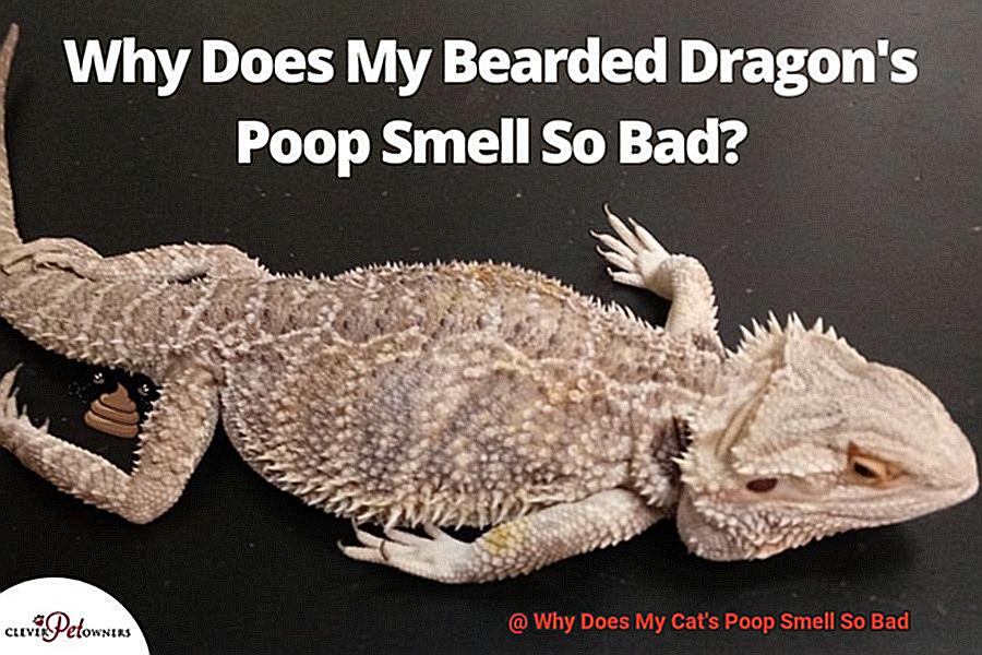 Why Does My Cat's Poop Smell So Bad?